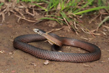 Drysdalia is a genus of snakes, commonly known as crowned snakes, belonging to the family Elapidae. The three species in this genus are venomous, but not considered deadly.