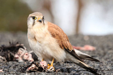 The Australian kestrel or nankeen kestrel is one of the smallest falcons, and unlike many, does not rely on speed to catch its prey.
