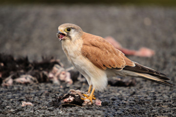 The Australian kestrel or nankeen kestrel is one of the smallest falcons, and unlike many, does not rely on speed to catch its prey.