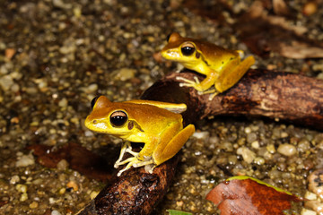 Litoria jungguy is a species of frog in the Hylidae family, endemic to Australia. Its natural habitats are subtropical or tropical moist lowland forests and rivers.