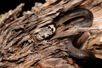 The Pale-headed Snake is grey to dark grey. The head is distinctly marked with black blotches and has a pale grey band across the nape.