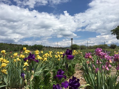 Iris Farm Field