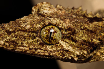 The southern leaf-tailed gecko has two species. One, Saltuarius wyberba, lives in the granite belt of northern New South Wales and southern Queensland, Australia.