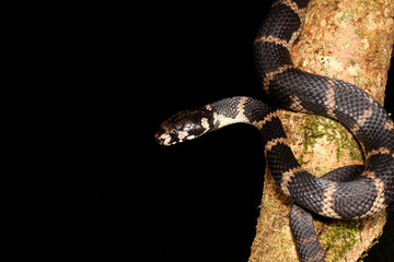 Hoplocephalus is a genus of snakes in the Elapidae family.