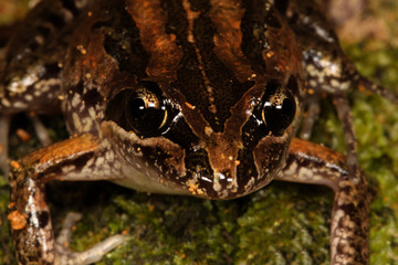The striped marsh frog or brown-striped frog is a predominantly aquatic frog native to coastal Eastern Australia. It is a common species in urban habitats.