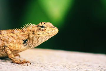 Bearded dragon