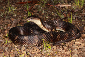 Tiger snakes are a type of venomous snake found in southern regions of Australia, including its coastal islands and Tasmania.