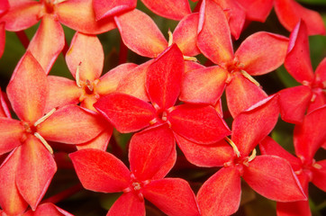 Small red flower in thr garden Thailand