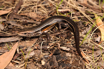 Pseudemoia is a genus of skinks native to southeastern Australia. For similar skinks see genera Bassiana, Lampropholis, and Niveoscincus.