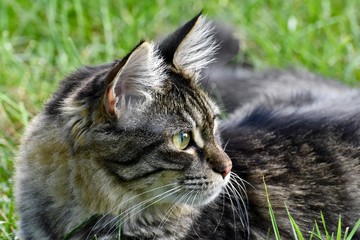 Cute tabby cat laying in grass