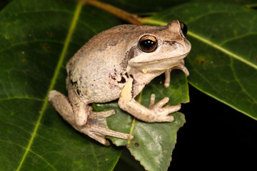 The whistling tree frog or Verreaux's tree frog is a frog occurring in Australia. It has been...