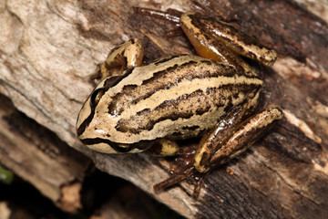 Fototapeta premium The whistling tree frog or Verreaux's tree frog is a frog occurring in Australia. It has been divided into two subspecies, the nominate Verreaux's tree frog and the Verreaux's alpine tree frog.