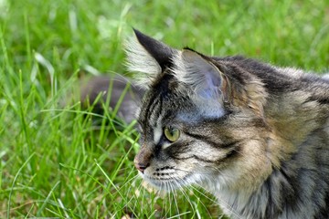 Naklejka na ściany i meble Cute tabby cat laying in grass