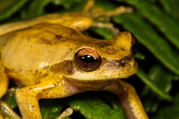 The revealed tree frog or whirring tree frog, is a species of tree frog native to coastal eastern Australia.