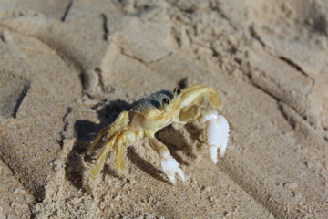 Ghost crab (Ocypode ryderi) close-up.