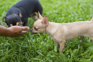 Small dogs to smell your hand before you get comfortable together .