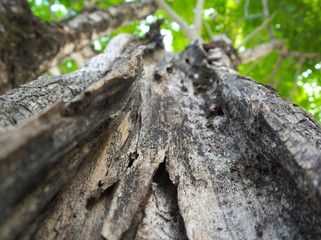 Texture of Big tree