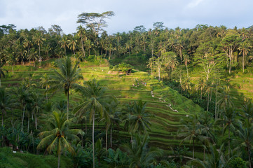 Fototapeta na wymiar Tegalalang Rice Terrace in Ubud, Bali