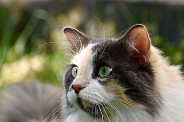 Beautiful long hair calico cat