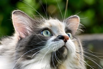 Beautiful calico cat