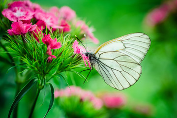 butterfly carnation macro