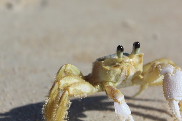 Ghost crab (Ocypode ryderi) close-up.