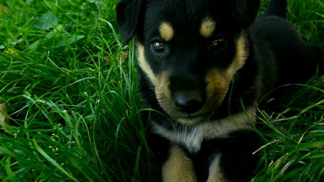 mongrel puppy on grass