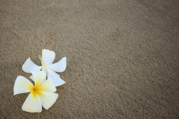 Fototapeta na wymiar beautiful flower (plumeria) isolated on empty beach 