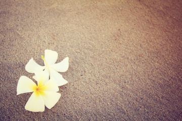 beautiful single flower (plumeria) isolated on empty beach (vintage style)