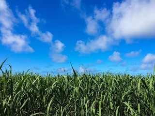 Miyakojima sugar cane field