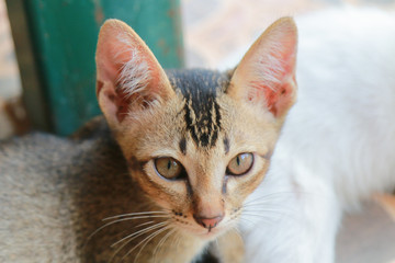 gray and white kitten