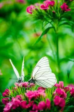 butterfly carnation macro