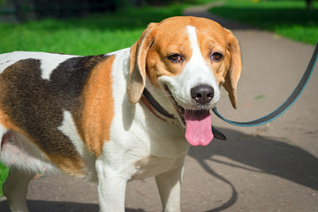 dog Beagle breed standing on the street