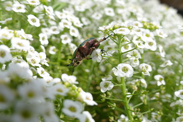 Grosser Goldkäfer, Protaetia aeruginosa