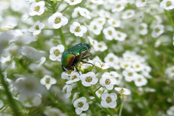 Grosser Goldkäfer, Protaetia aeruginosa