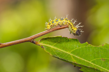 Mature caterpillar of colour segeant butterfly before transform