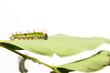 Caterpillar of colour segeant butterfly in latest instar