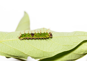 Caterpillars of colour segeant butterfly in latest instar