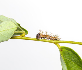 Caterpillar of colour segeant butterfly in 4th instar