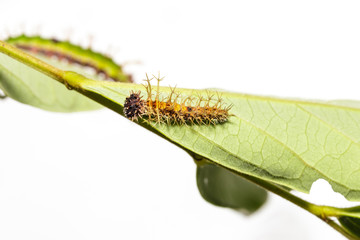 Caterpillar of colour segeant butterfly in 4th instar