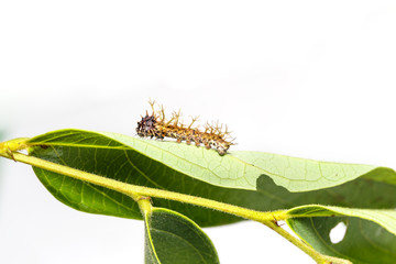 Caterpillar of colour segeant butterfly in 4th instar