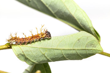 Caterpillar of colour segeant butterfly in 4th instar