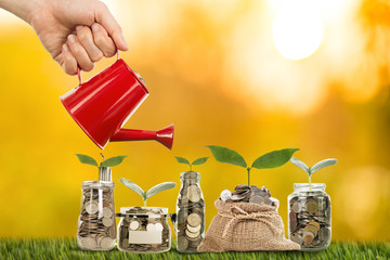 Can pouring with growing money plant