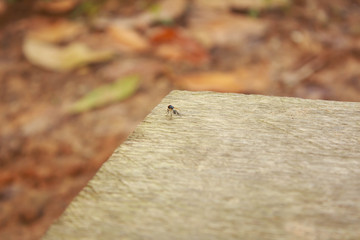 House fly on wood background