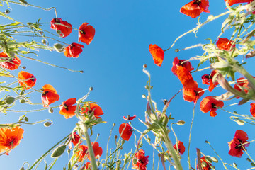 Fototapeta premium poppy flower
