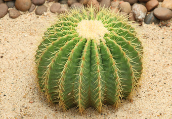 Cactaceae: Echinocactus grusonii