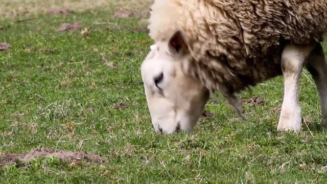 lamb is grass eating