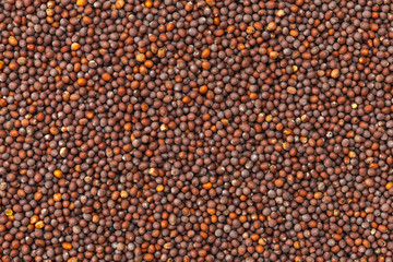 ブラウンマスタード