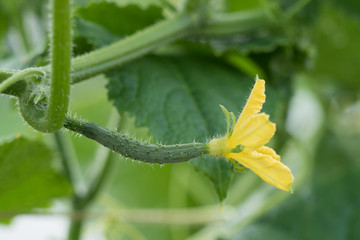 キュウリの花