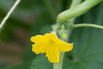 キュウリの花